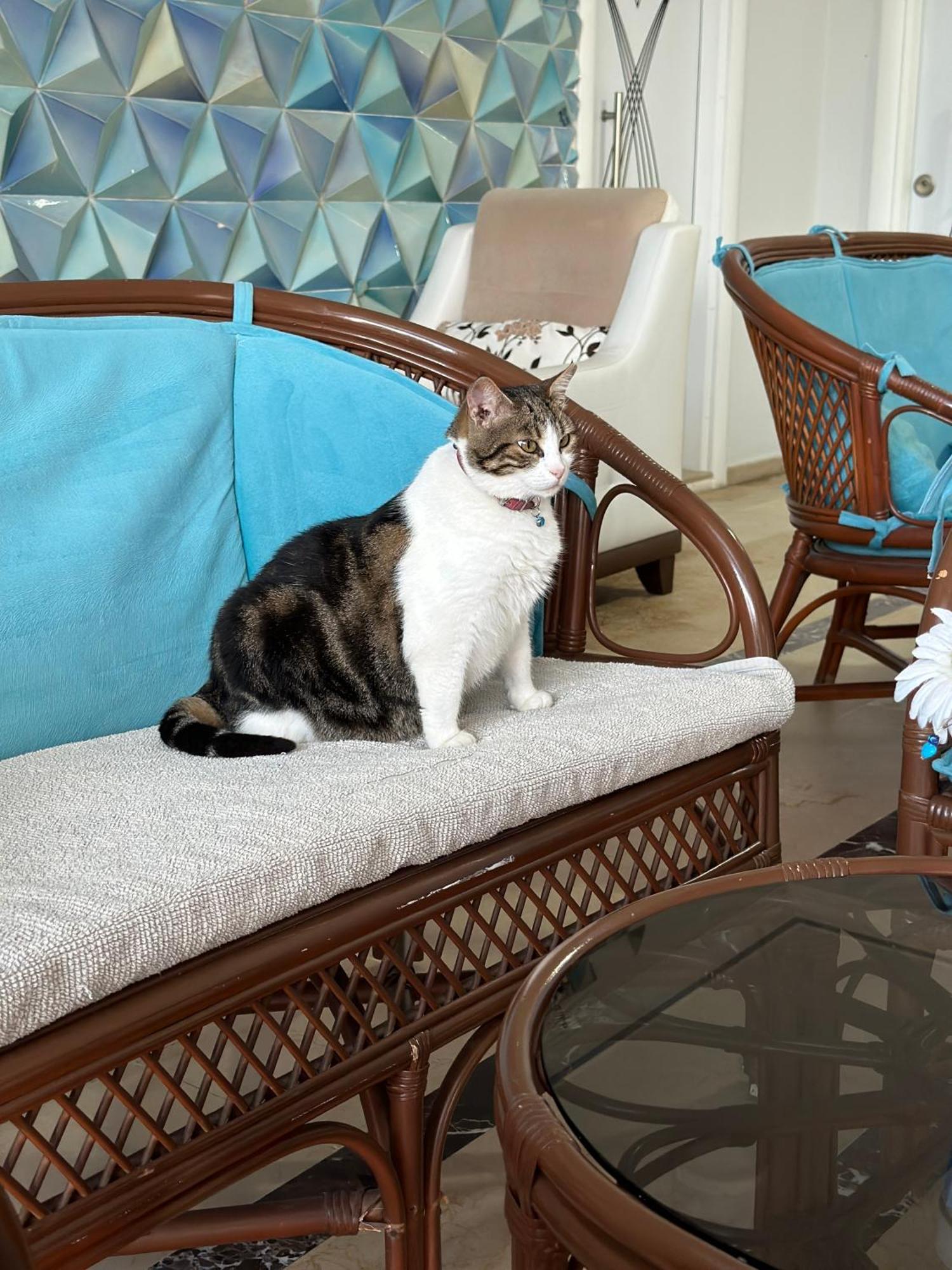 Amsterdam Boutique Hotel Kemer Extérieur photo